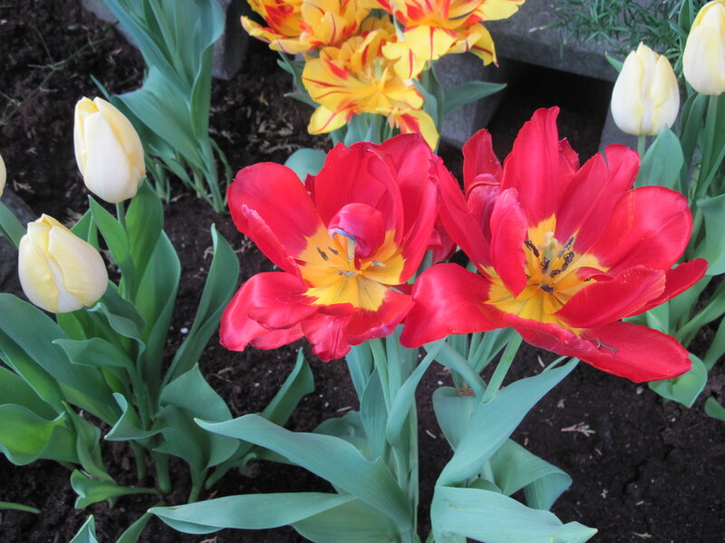 Red and Yellow Tulips — Calm, Spring, Photograph, Yellow Tulips
