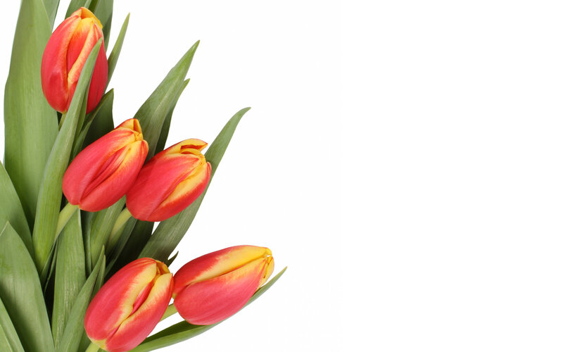 Red and Yellow Tulips — Calm