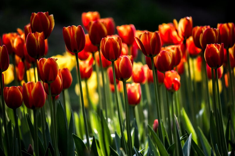 Red and Yellow Tulips — Dramatic, Afternoon, Photograph, Flowers