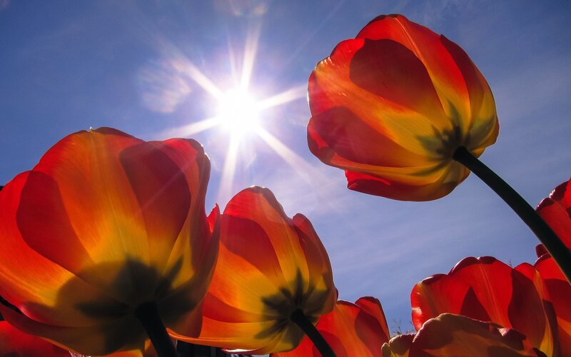 Red and Yellow Tulips — Dramatic, Afternoon, Photograph, Sun