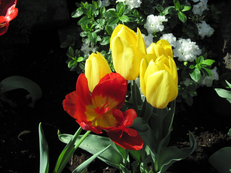 Red and Yellow Tulips — Dramatic, Afternoon, Photograph