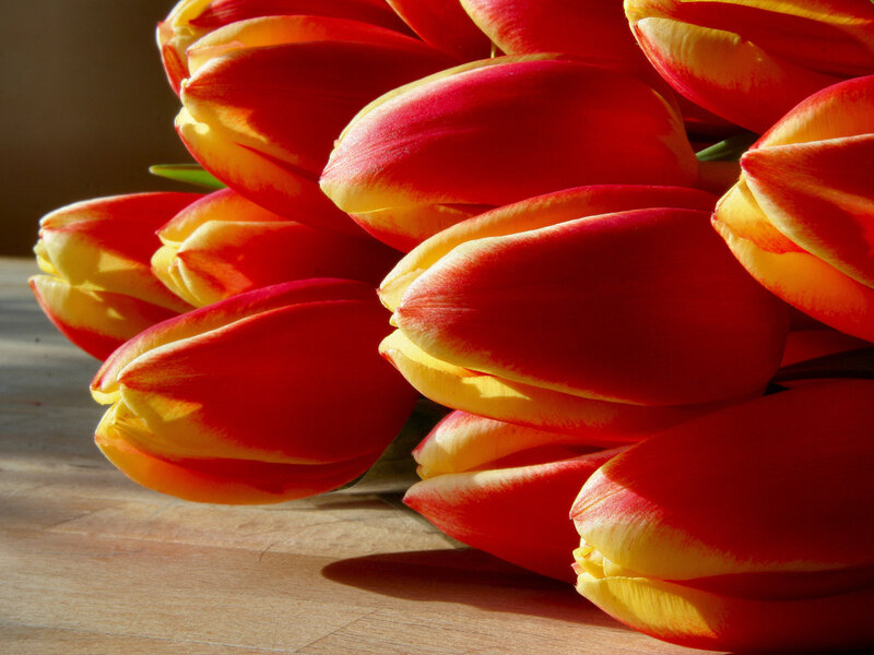 Red and Yellow Tulips — Dramatic, Afternoon