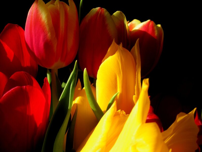 Red and Yellow Tulips — Dramatic, Photograph, Flowers, Leaves