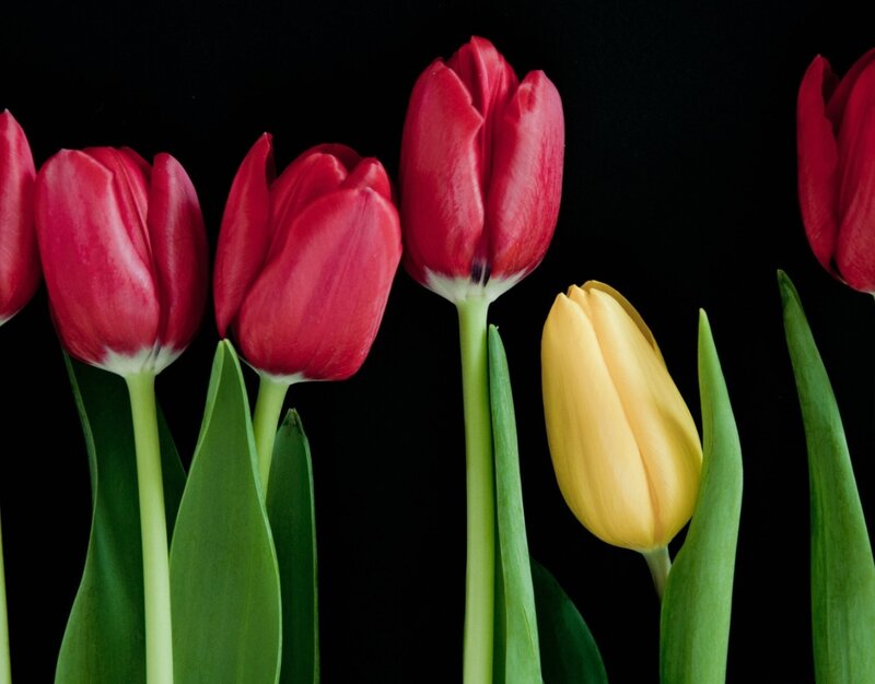 Red and Yellow Tulips — Dramatic, Photograph, Flowers, Stems, Leaves