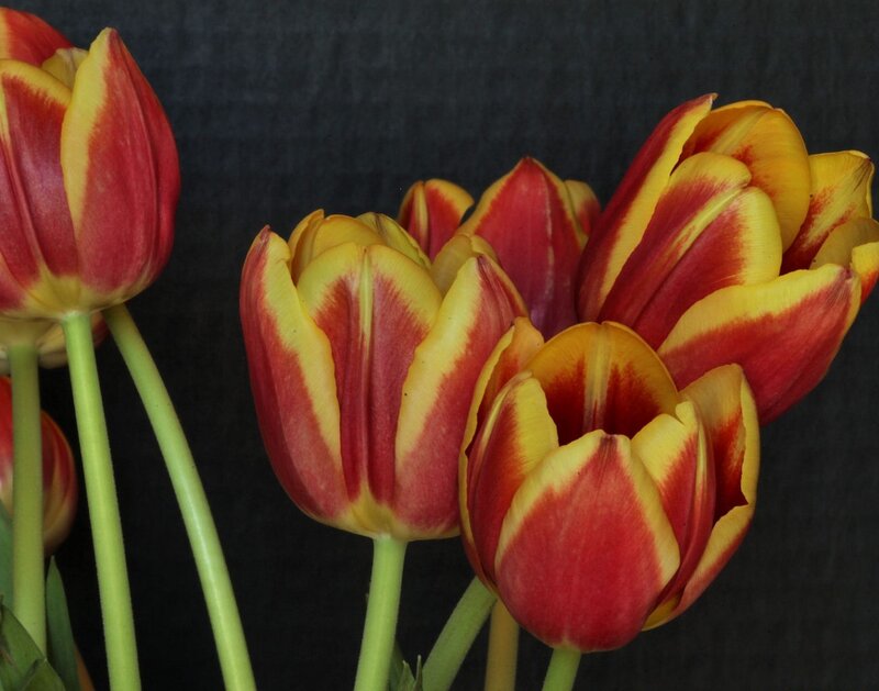 Red and Yellow Tulips — Dramatic, Photograph, Flowers, Stems