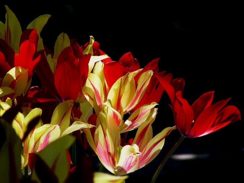 Red and Yellow Tulips — Dramatic, Photograph, Flowers