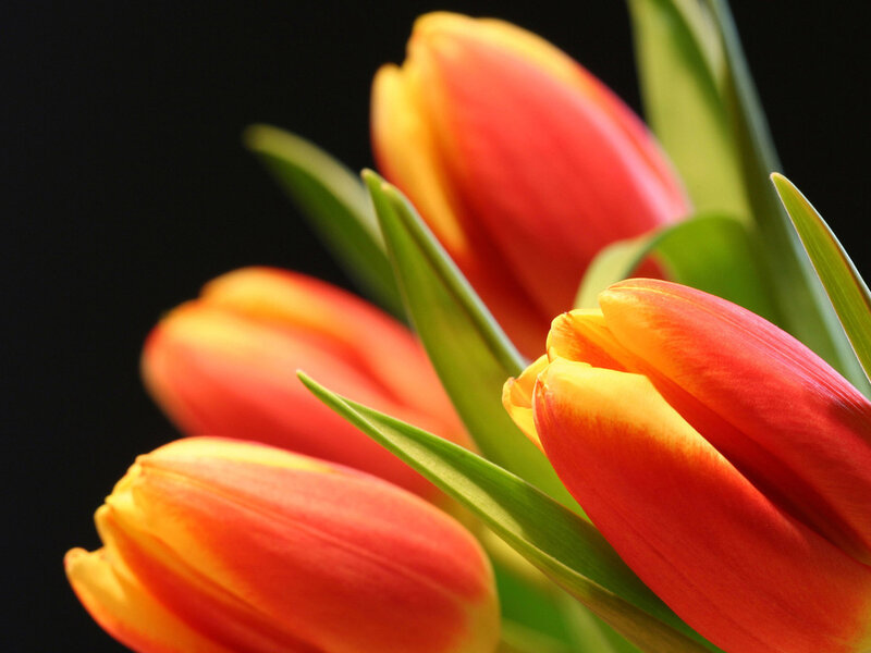 Red and Yellow Tulips — Dramatic, Photograph, Green Leaves