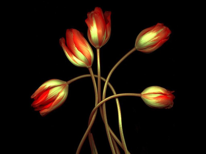 Red and Yellow Tulips — Dramatic, Photograph