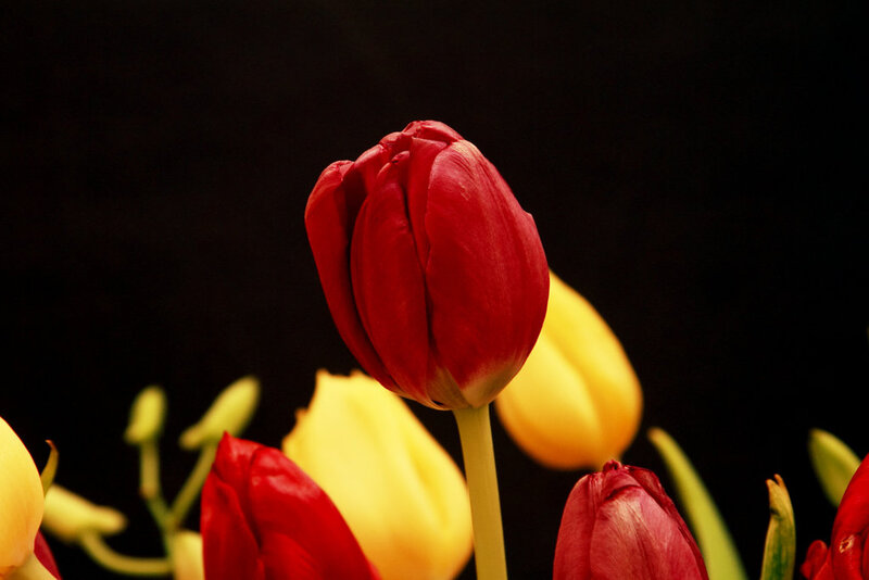 Red and Yellow Tulips — Dramatic, Photograph, Tulip