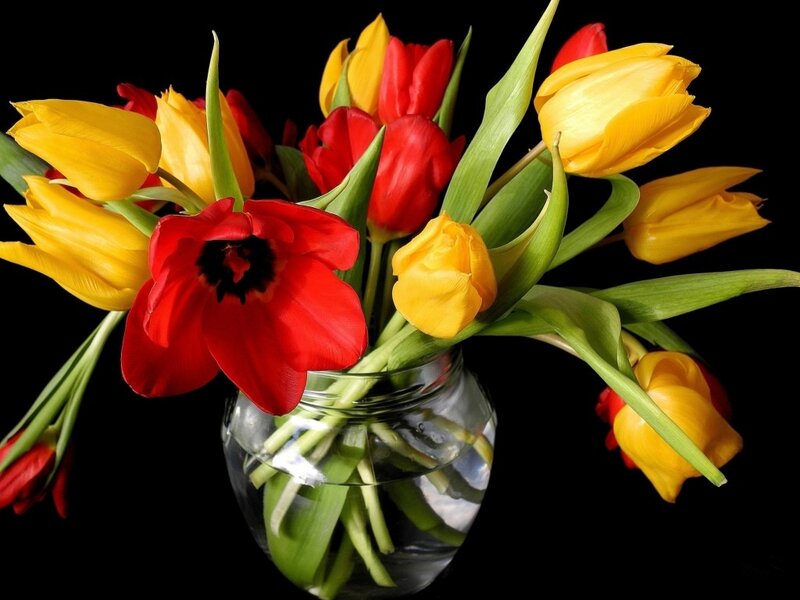 Red and Yellow Tulips — Dramatic, Photograph, Vase, Green Leaves, Black Background