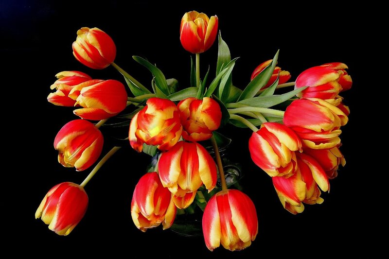Red and Yellow Tulips — Dramatic, Photograph, Vase
