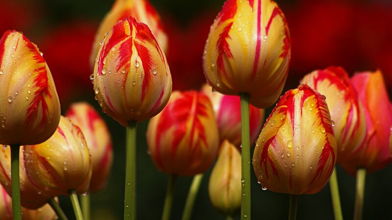 Red and Yellow Tulips — Dramatic, Spring