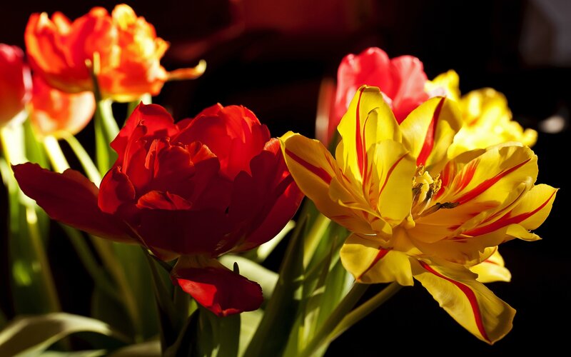 Red and Yellow Tulips — Dramatic