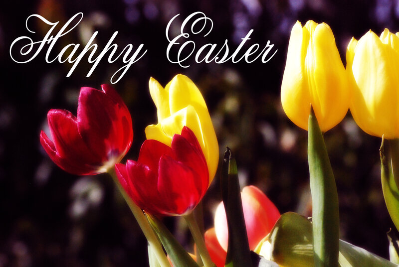 Red and Yellow Tulips — Festive