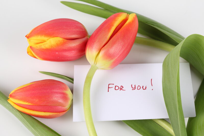 Red and Yellow Tulips — Gentle