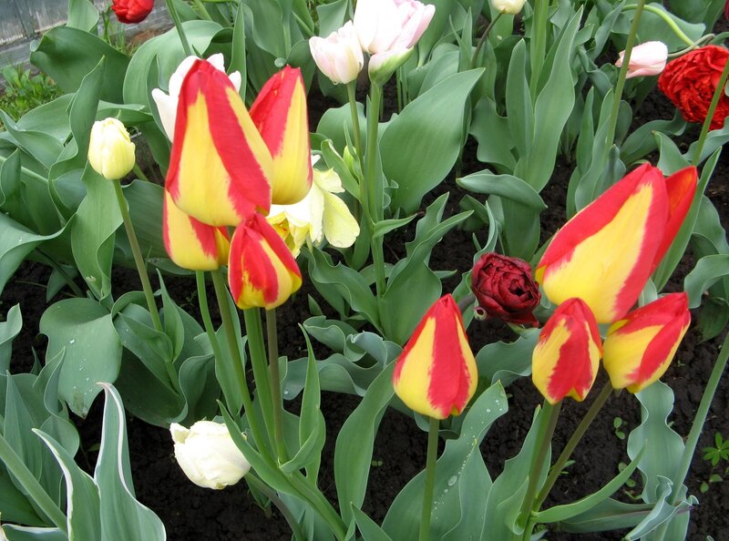 Red and Yellow Tulips — Green, Calm