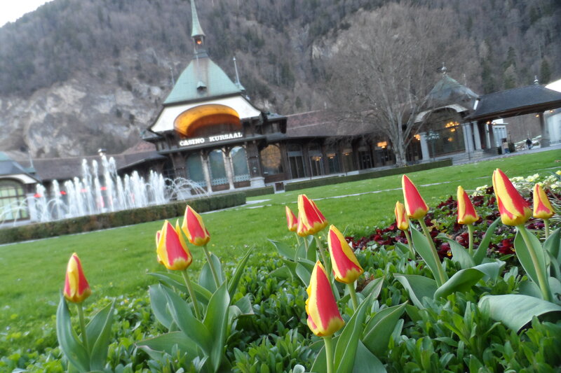 Red and Yellow Tulips — Green, Serene