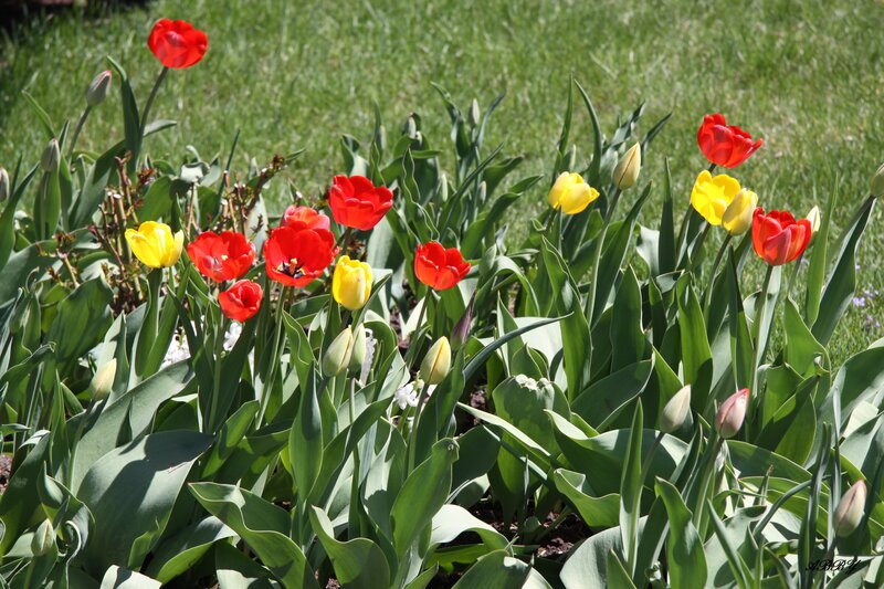 Red and Yellow Tulips — Green