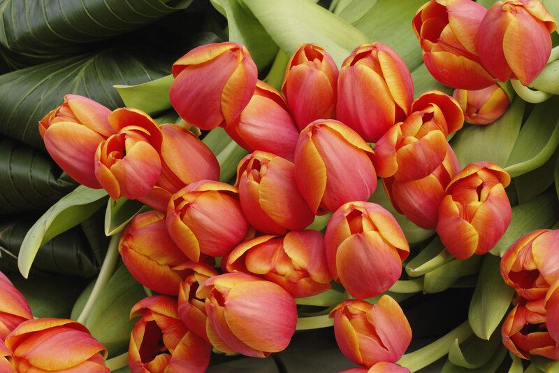 Red and yellow tulips in a bouquet
