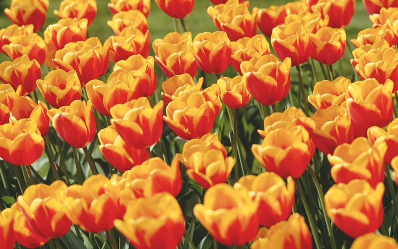 Red and yellow tulips in a field
