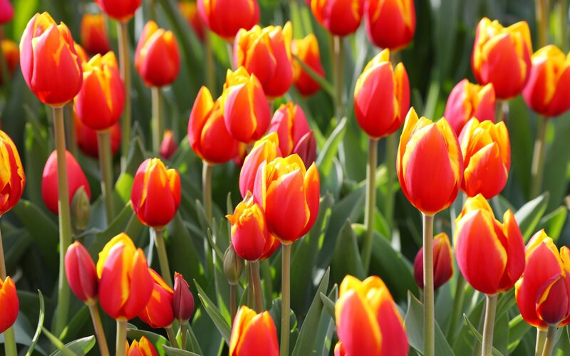 Red and yellow tulips in a field