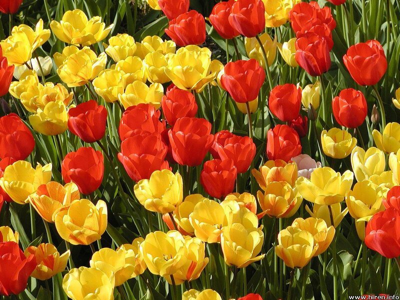 Red and yellow tulips in a field