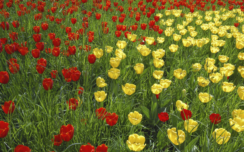 Red and yellow tulips in a field