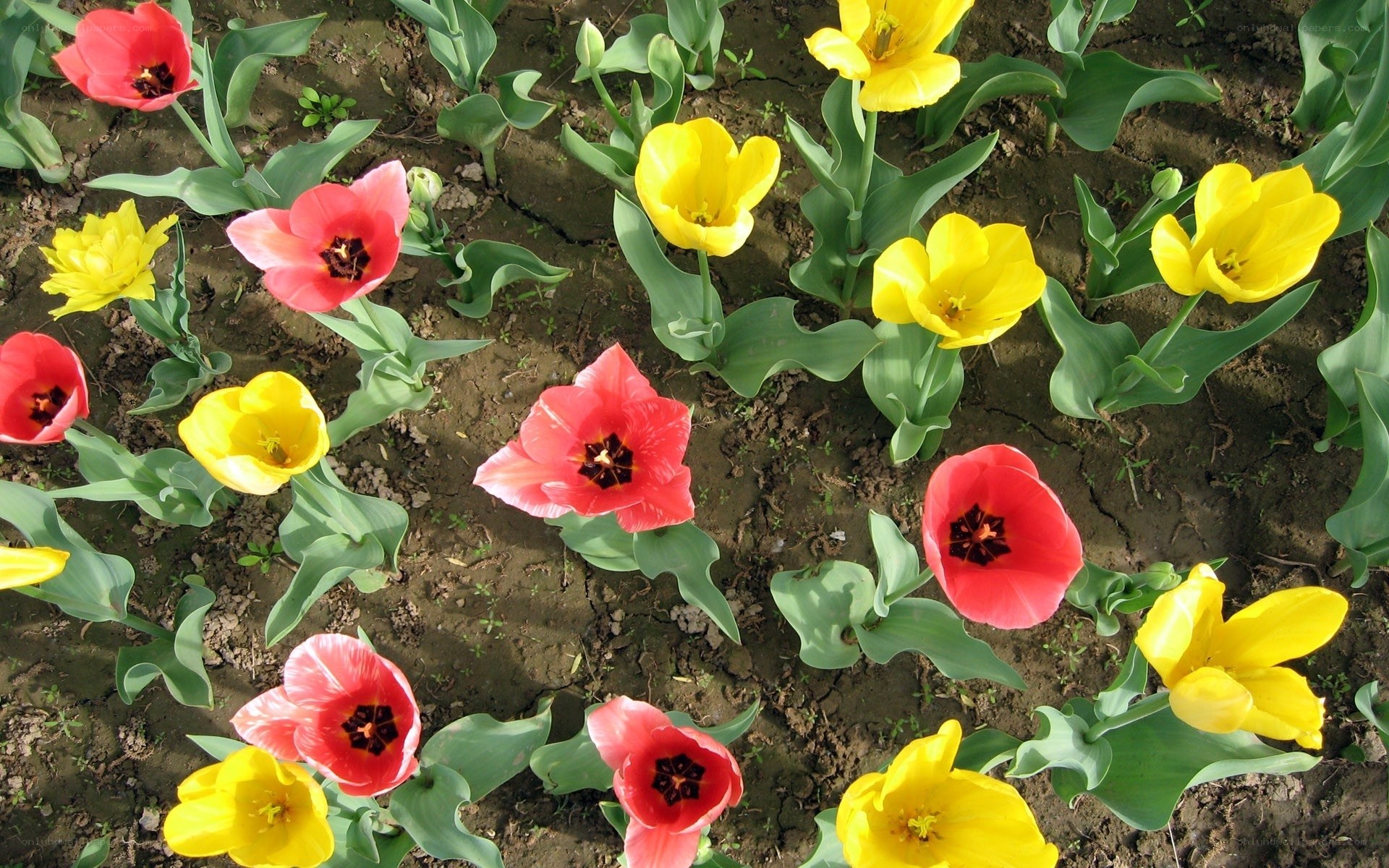 Red and yellow tulips in a field