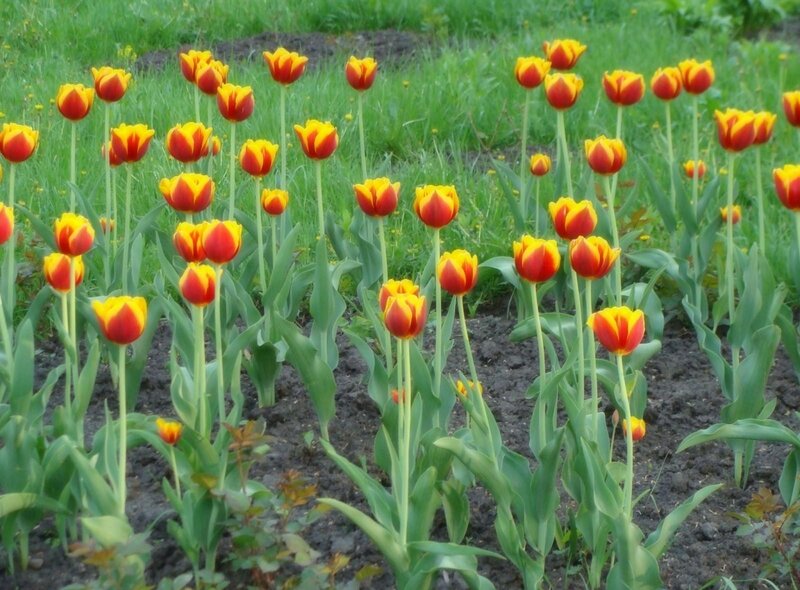 Red and yellow tulips in a garden