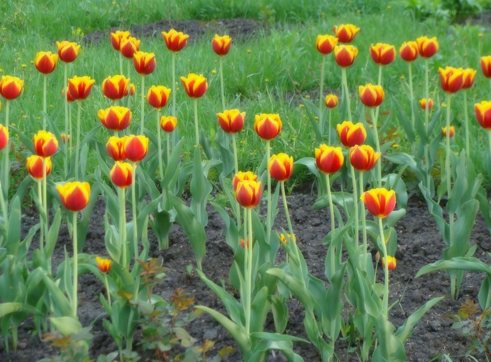 Red and yellow tulips in a garden