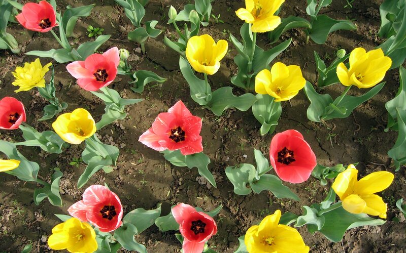 Red and yellow tulips in a garden