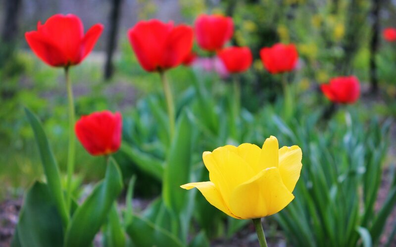 Red and yellow tulips in a garden