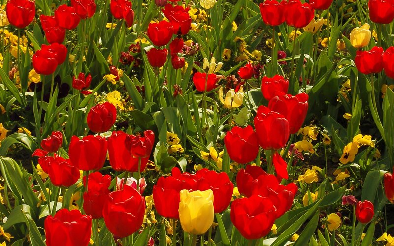 Red and yellow tulips in a garden
