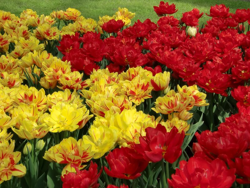Red and yellow tulips in a garden