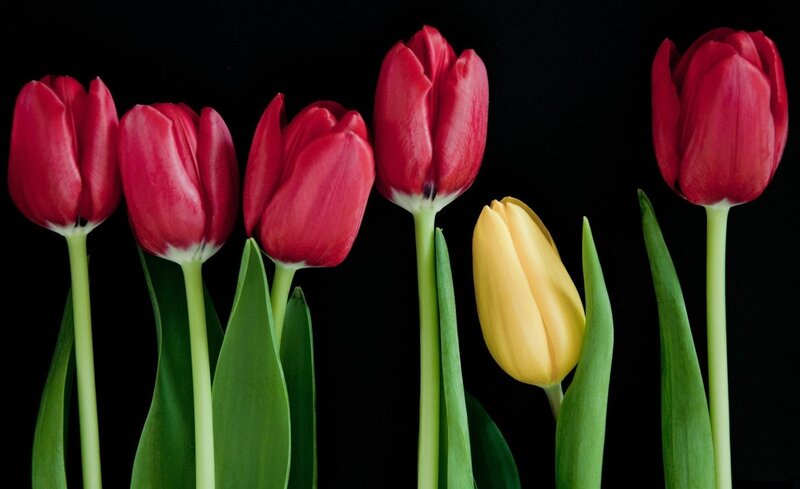 Red and yellow tulips in a row