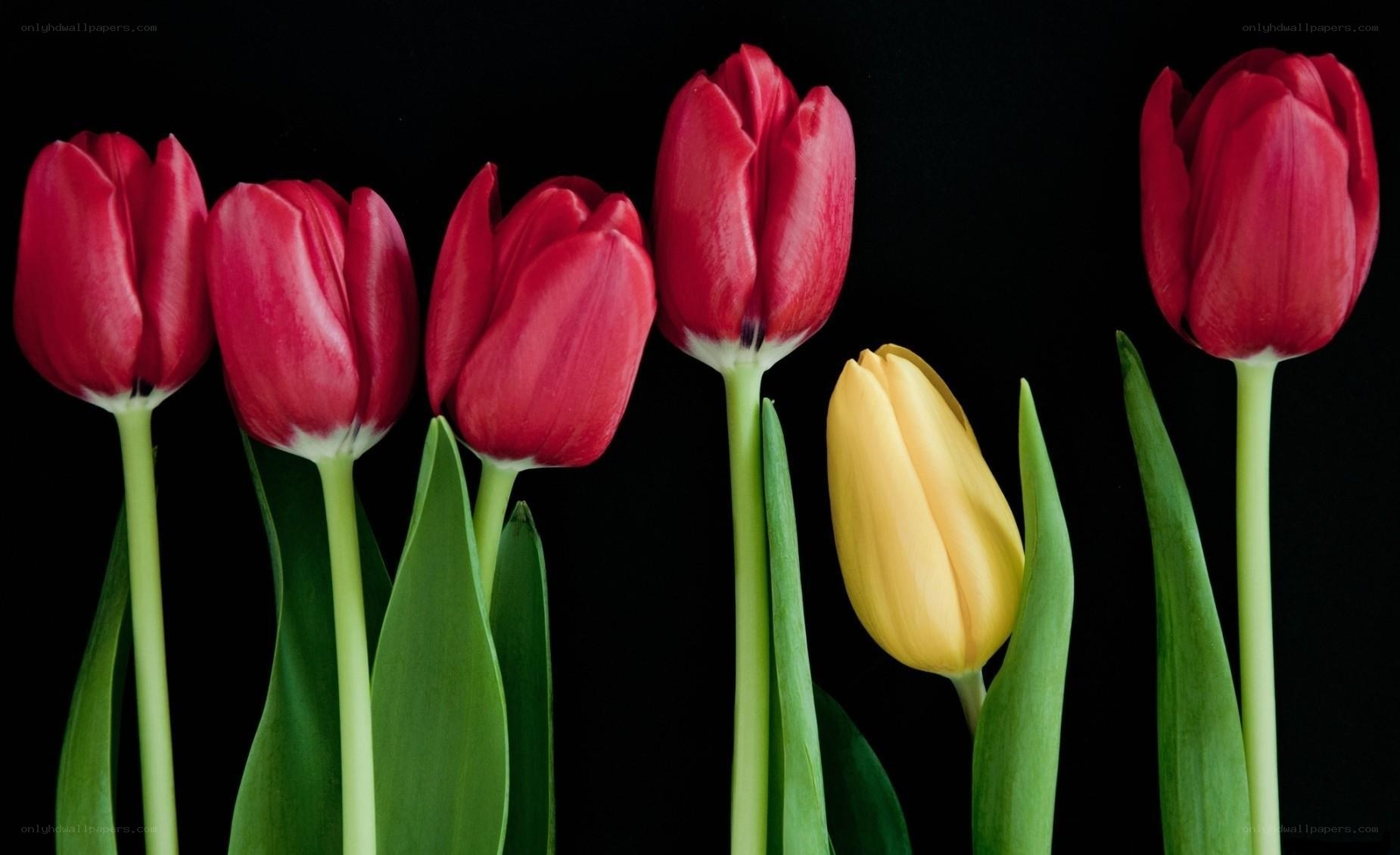 Red and yellow tulips in a row