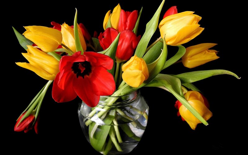 Red and yellow tulips in a vase