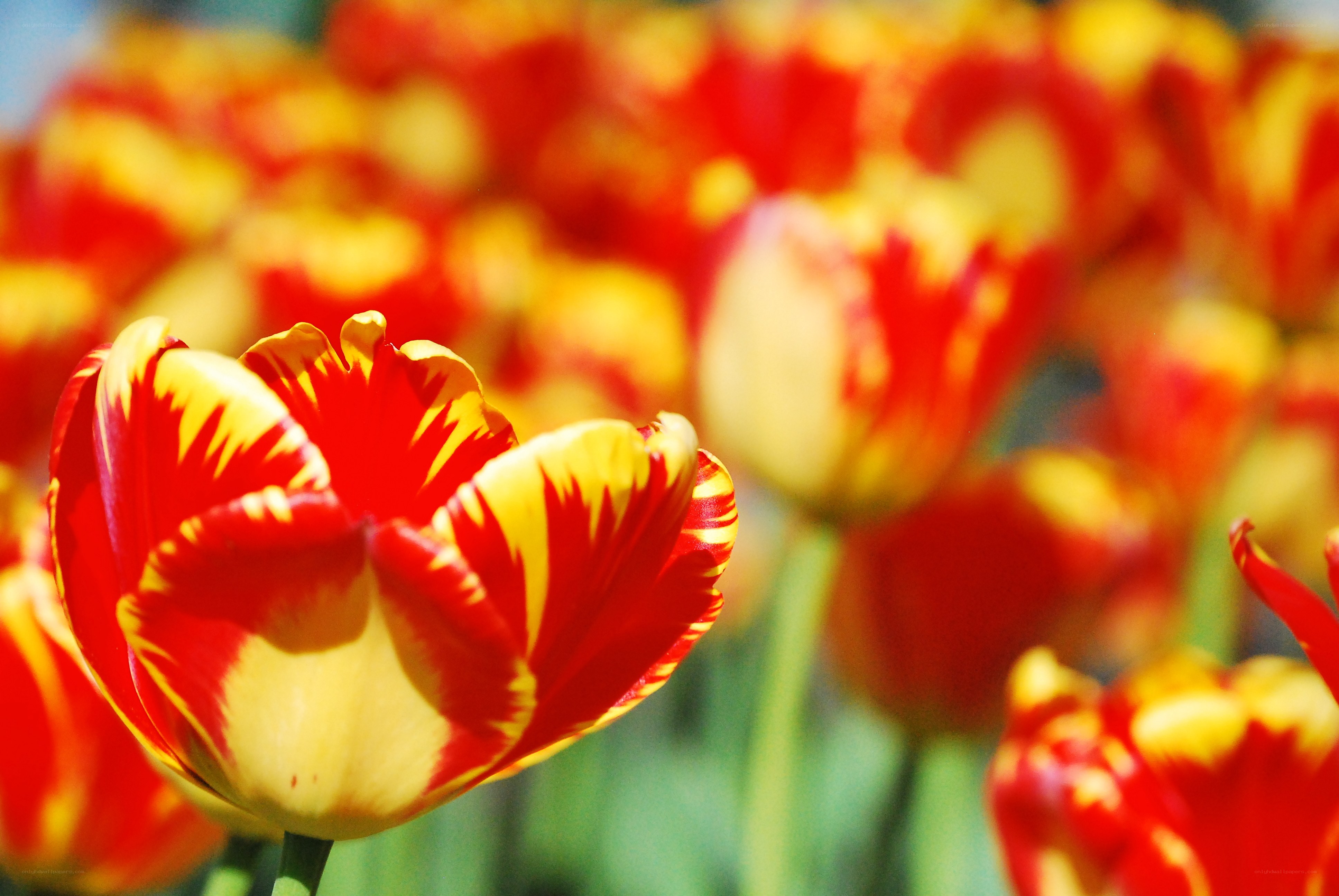 Red and yellow tulips in bloom