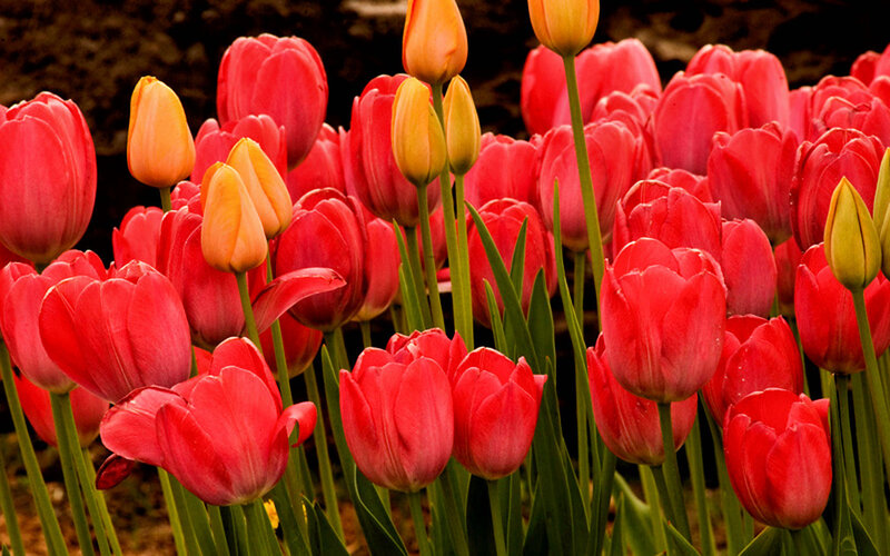 Red and yellow tulips in bloom