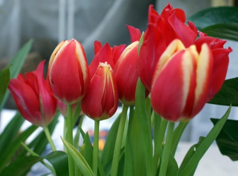 Red and yellow tulips in bloom