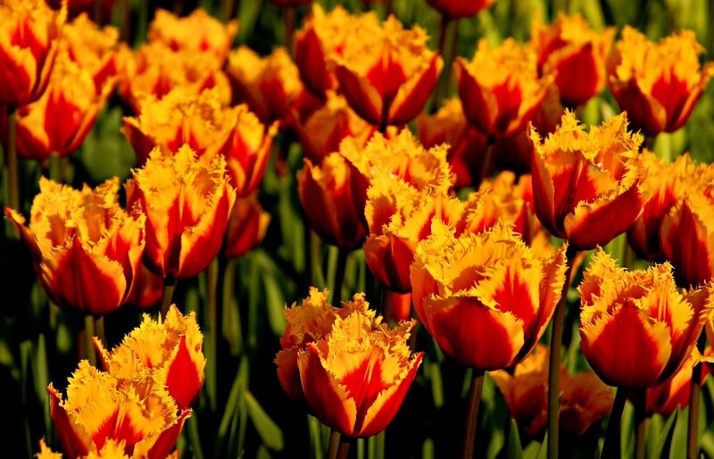 Red and yellow tulips in bloom