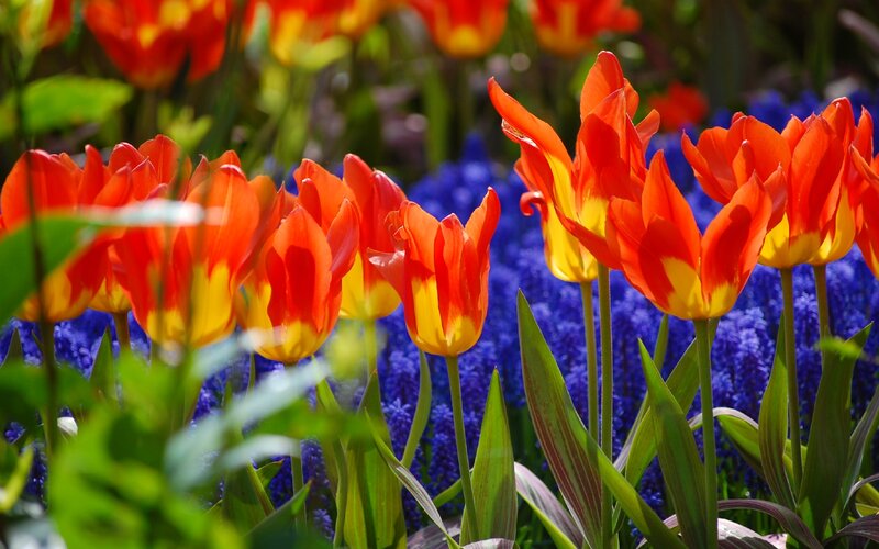 Red and yellow tulips in bloom