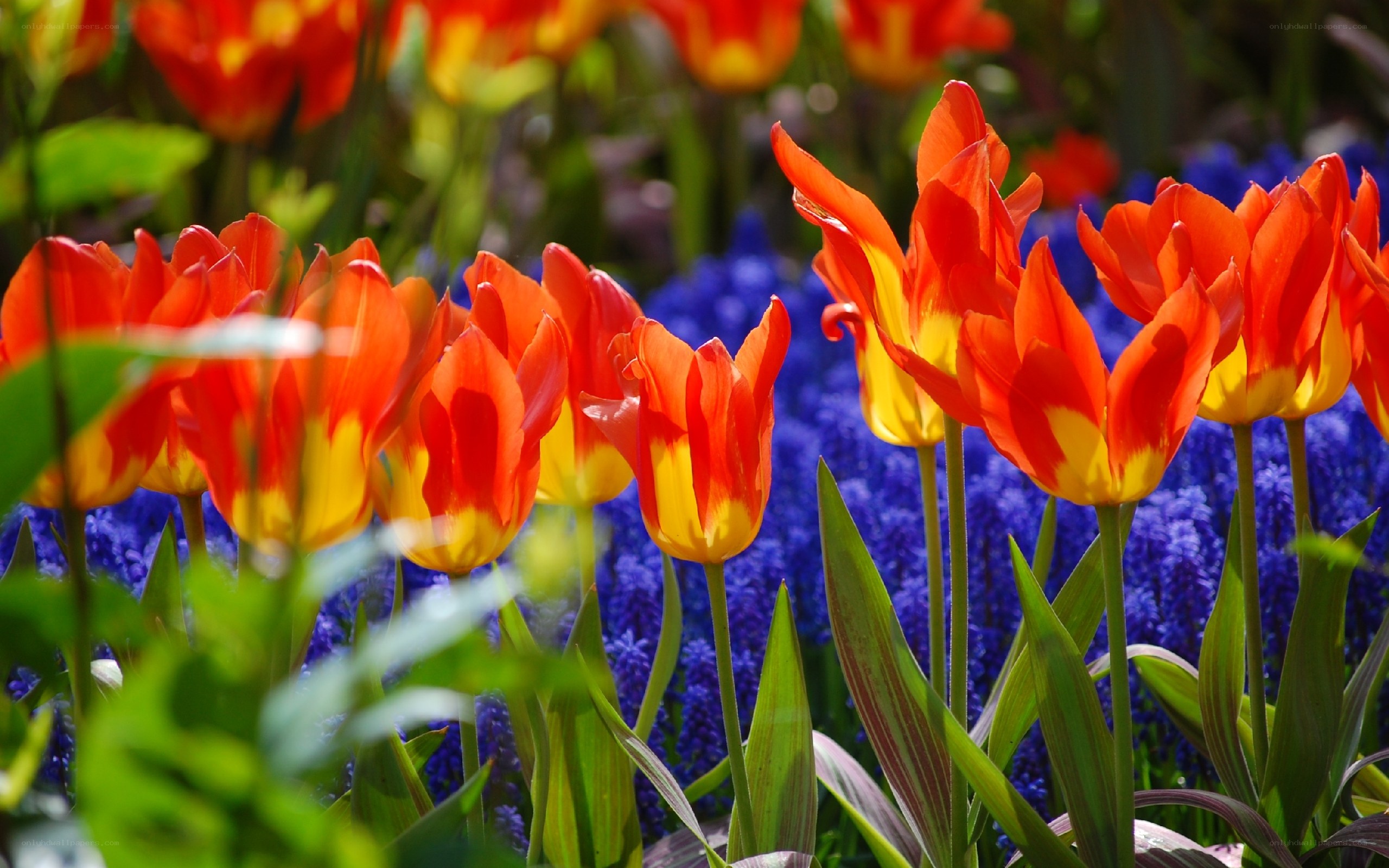 Red and yellow tulips in bloom