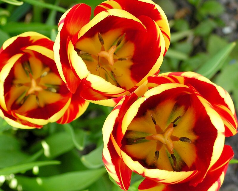 Red and yellow tulips in bloom