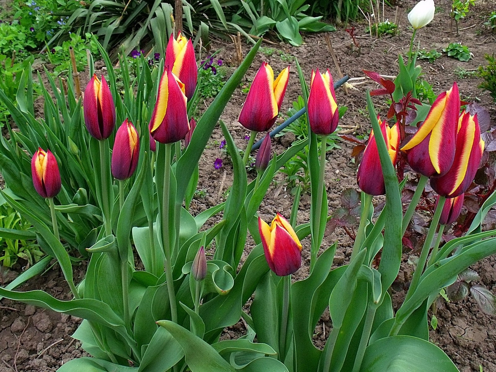 Red and yellow tulips in garden