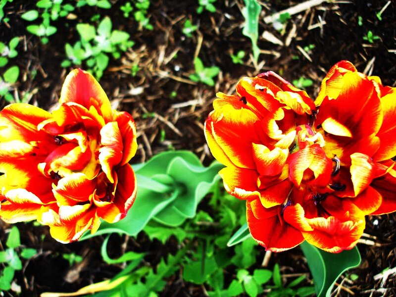 Red and yellow tulips in garden
