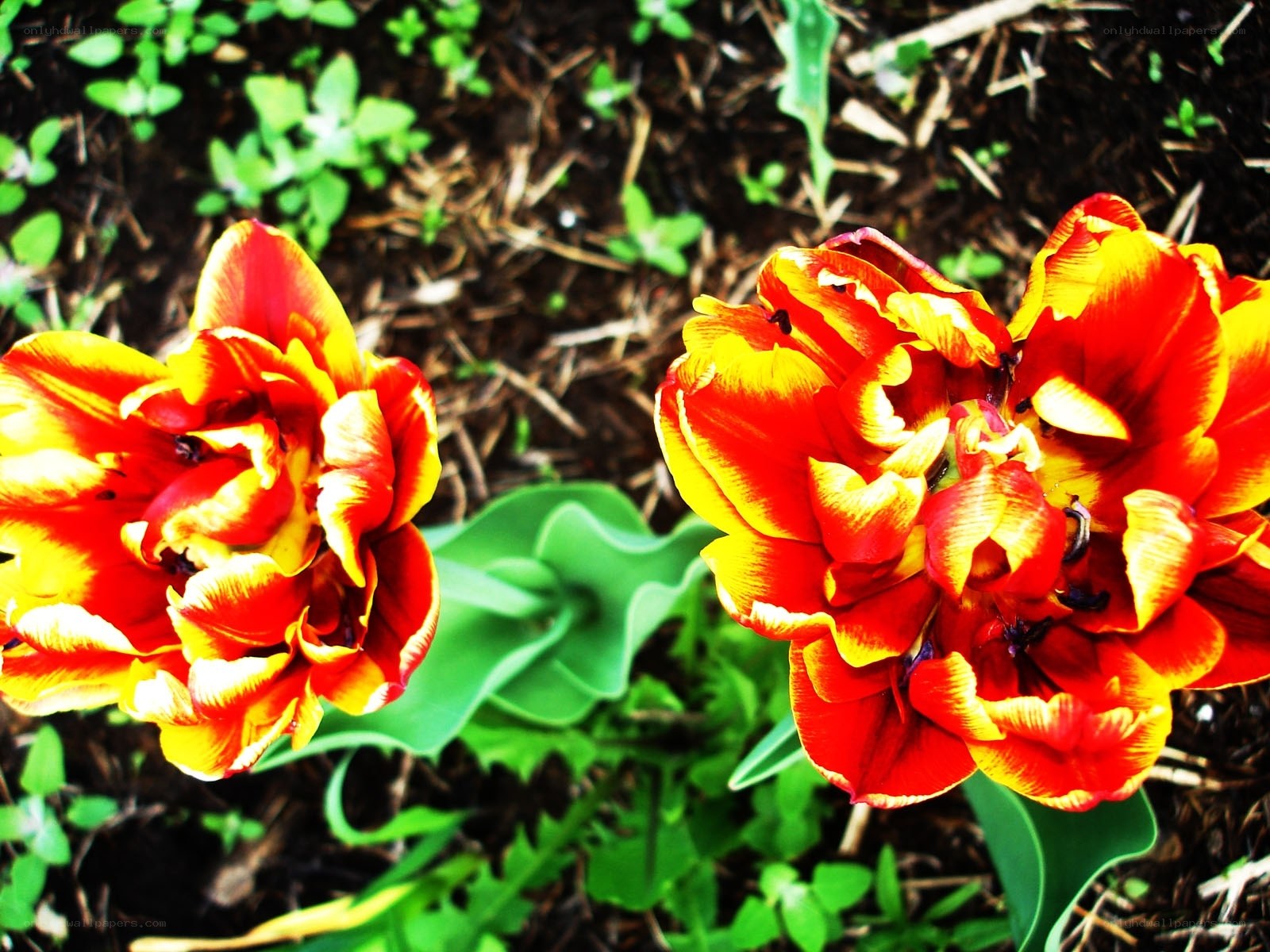 Red and yellow tulips in garden