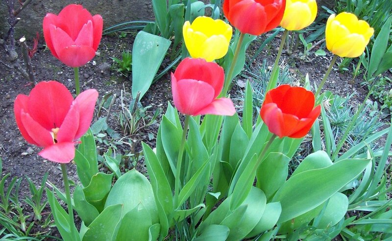Red and yellow tulips in garden