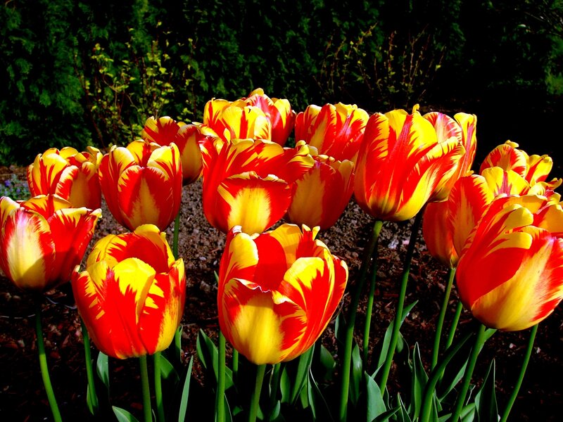 Red and yellow tulips in garden
