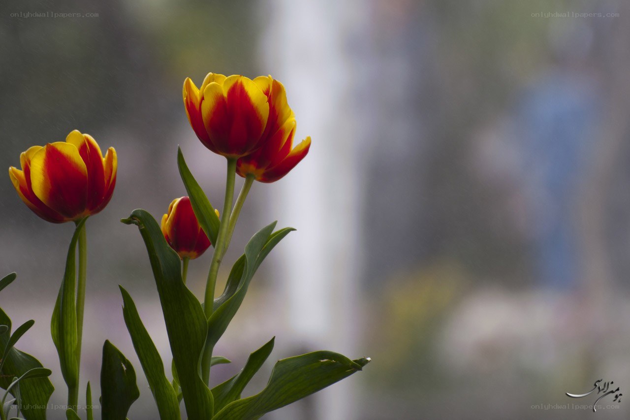 Red and yellow tulips in rain